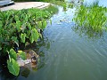 Botanical Gardens 2010 0405